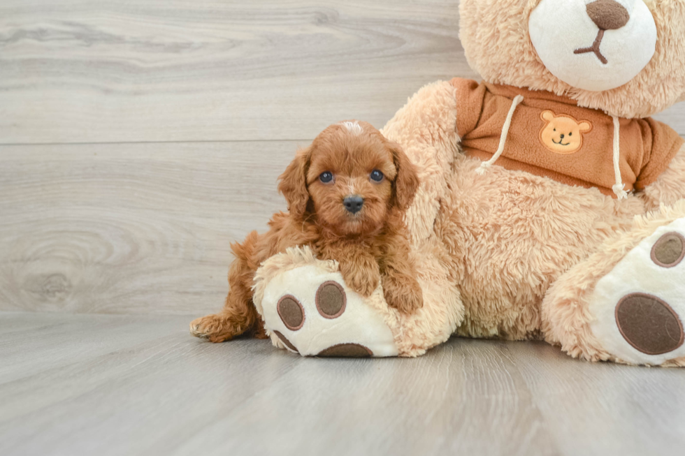 Funny Cavapoo Poodle Mix Pup