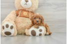 Cavapoo Puppy for Adoption