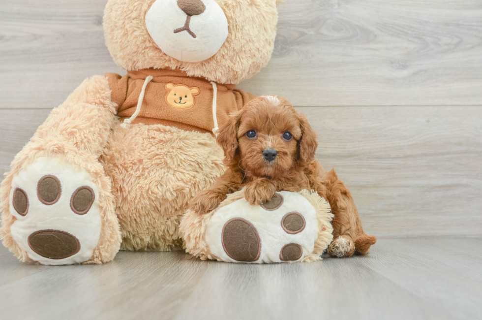 5 week old Cavapoo Puppy For Sale - Premier Pups