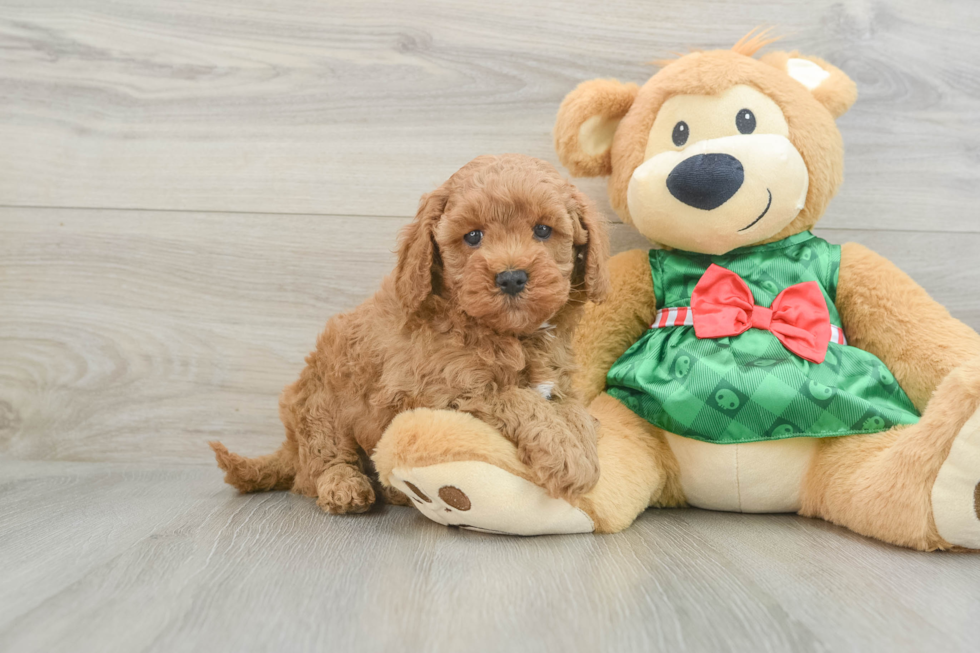 Adorable Cavalier King Charles Spaniel and Poodle Mix Poodle Mix Puppy