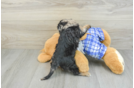 Funny Cavapoo Poodle Mix Pup