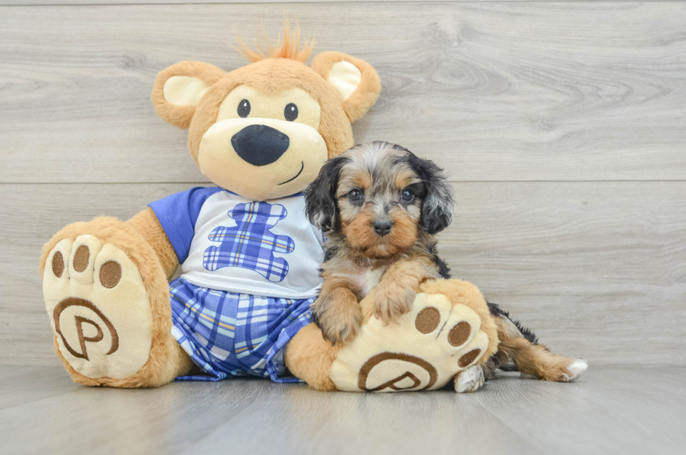 6 week old Cavapoo Puppy For Sale - Premier Pups