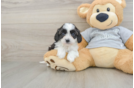 Cavapoo Pup Being Cute
