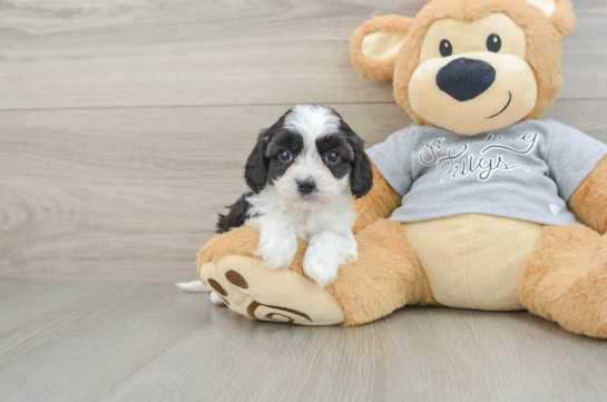 Cavapoo Pup Being Cute