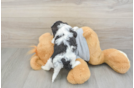 Cavapoo Pup Being Cute