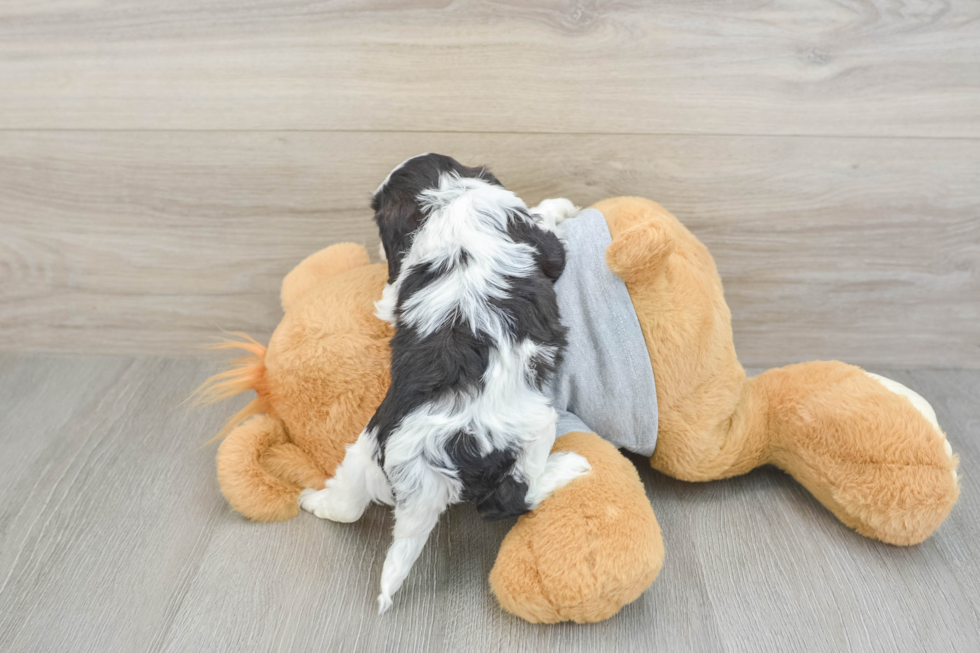 Cavapoo Pup Being Cute