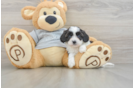 Energetic Cavoodle Poodle Mix Puppy
