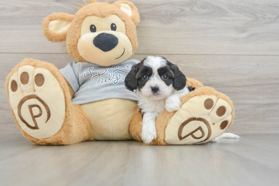 Energetic Cavoodle Poodle Mix Puppy