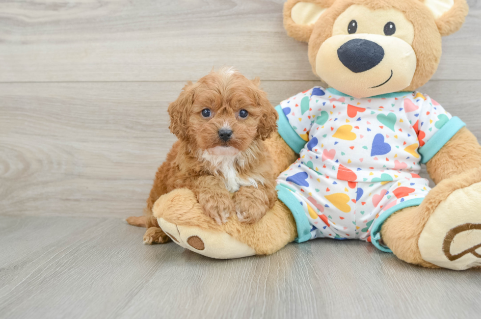6 week old Cavapoo Puppy For Sale - Premier Pups