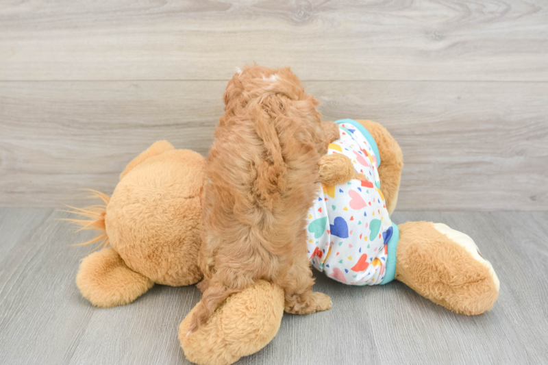 Meet Yasmin - our Cavapoo Puppy Photo 2/3 - Premier Pups