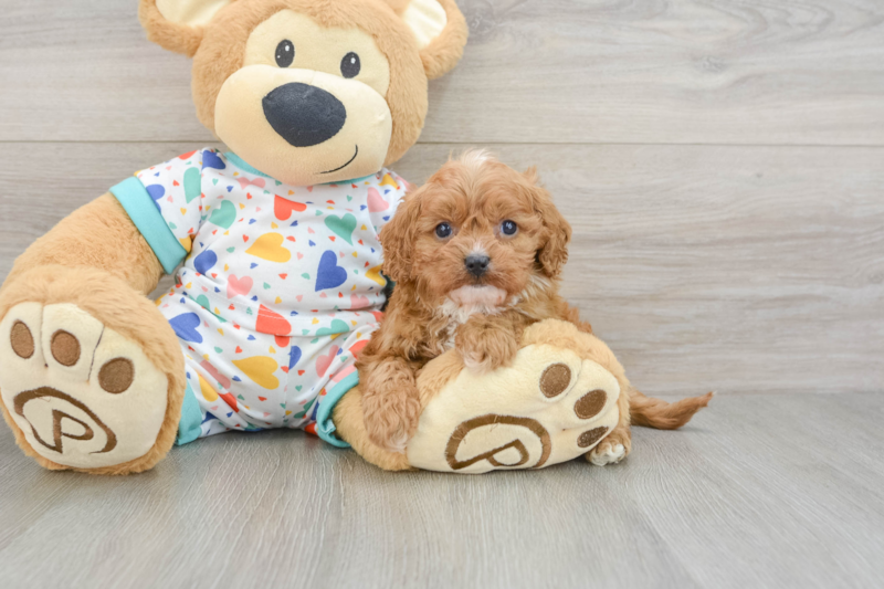 Meet Yasmin - our Cavapoo Puppy Photo 3/3 - Premier Pups