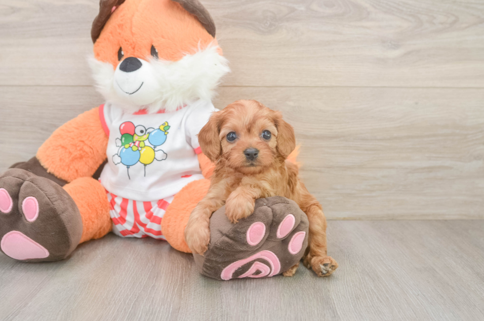 6 week old Cavapoo Puppy For Sale - Premier Pups