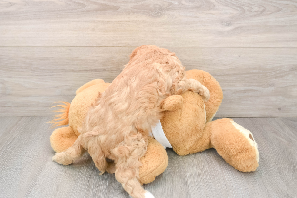 Playful Cavapoodle Poodle Mix Puppy