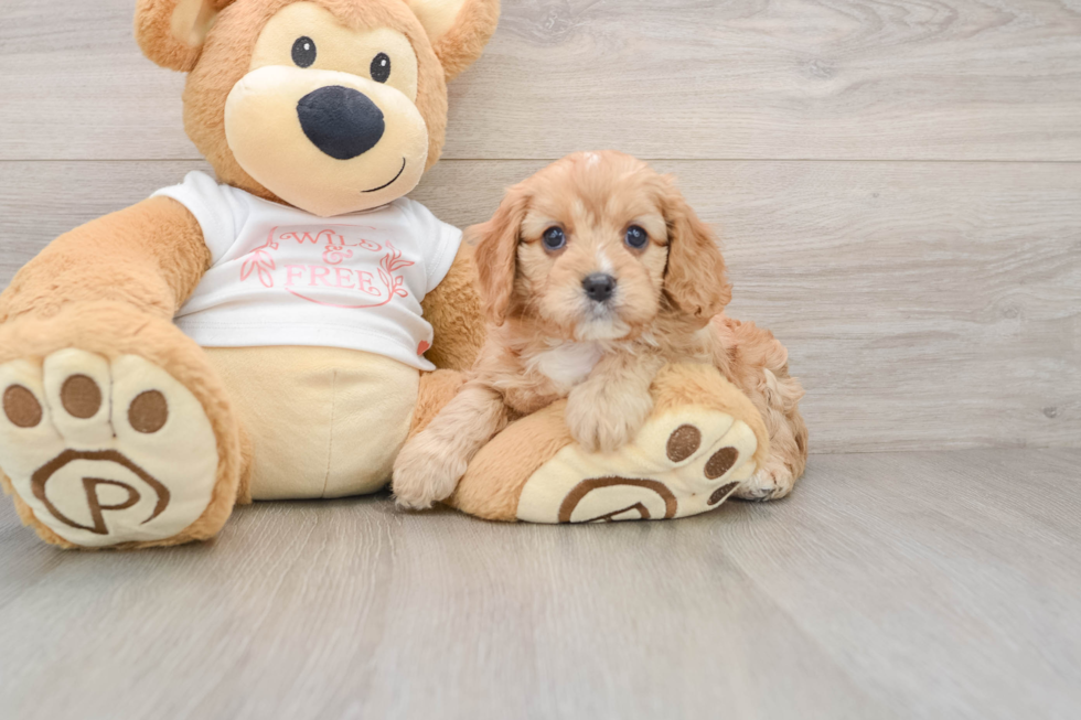 Funny Cavapoo Poodle Mix Pup