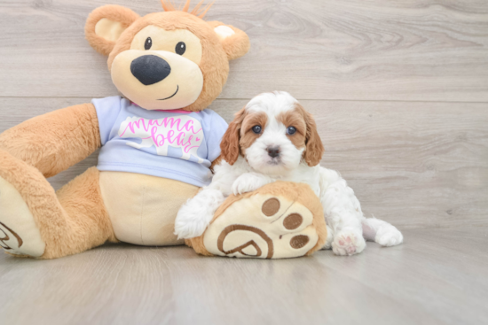 Cavapoo Pup Being Cute
