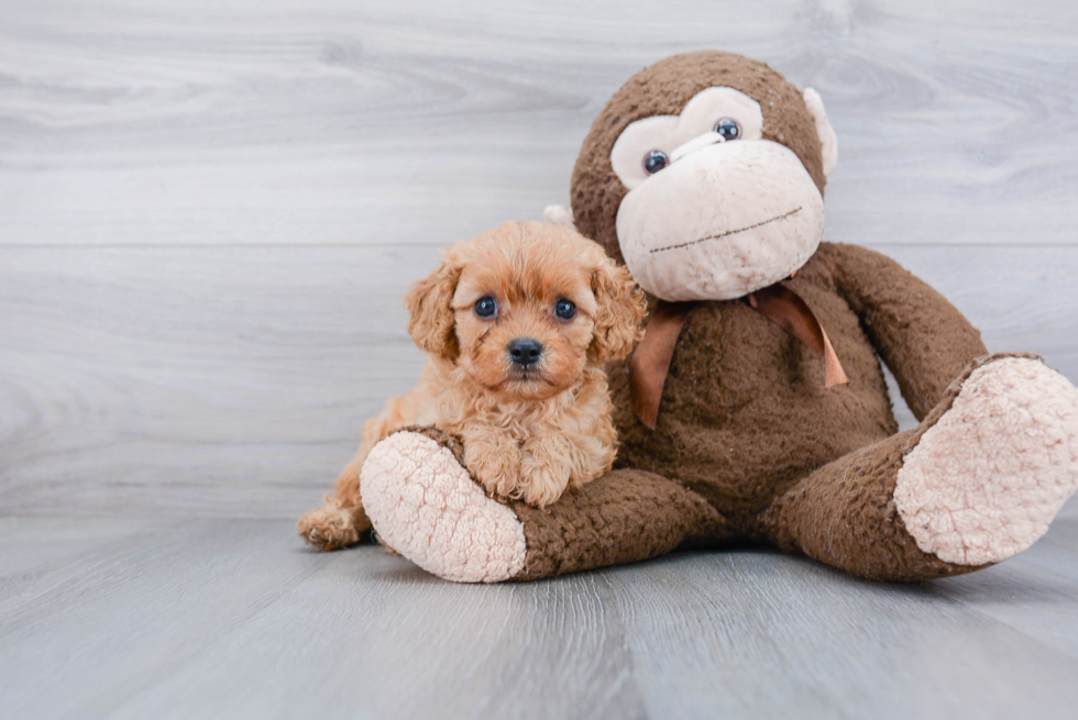 Best Cavapoo Baby