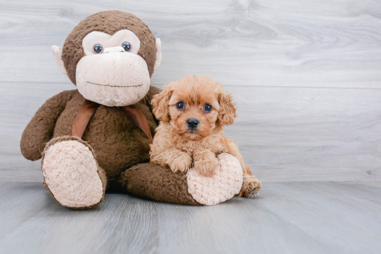 Cavapoo Puppy for Adoption