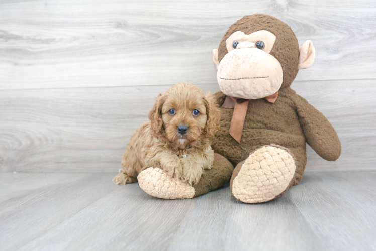 Cavapoo Pup Being Cute