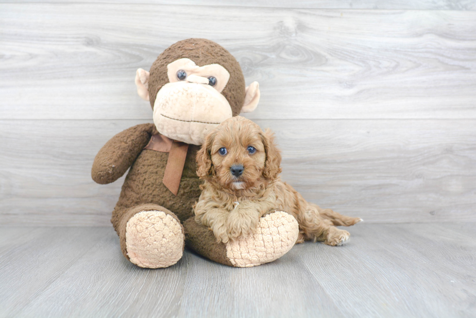 Hypoallergenic Cavoodle Poodle Mix Puppy