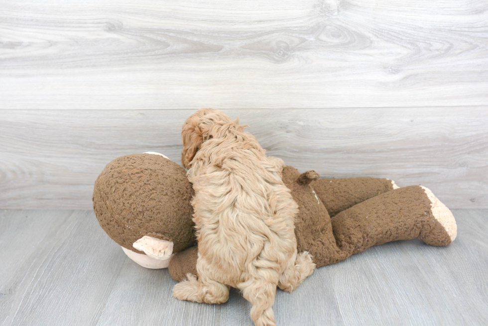 Cavapoo Pup Being Cute