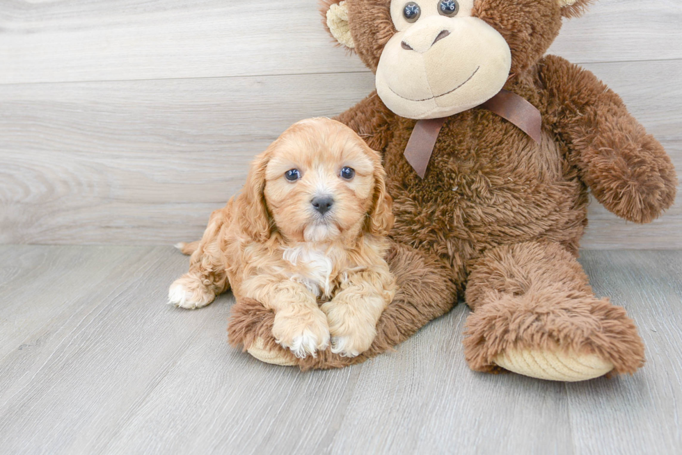 Best Cavapoo Baby