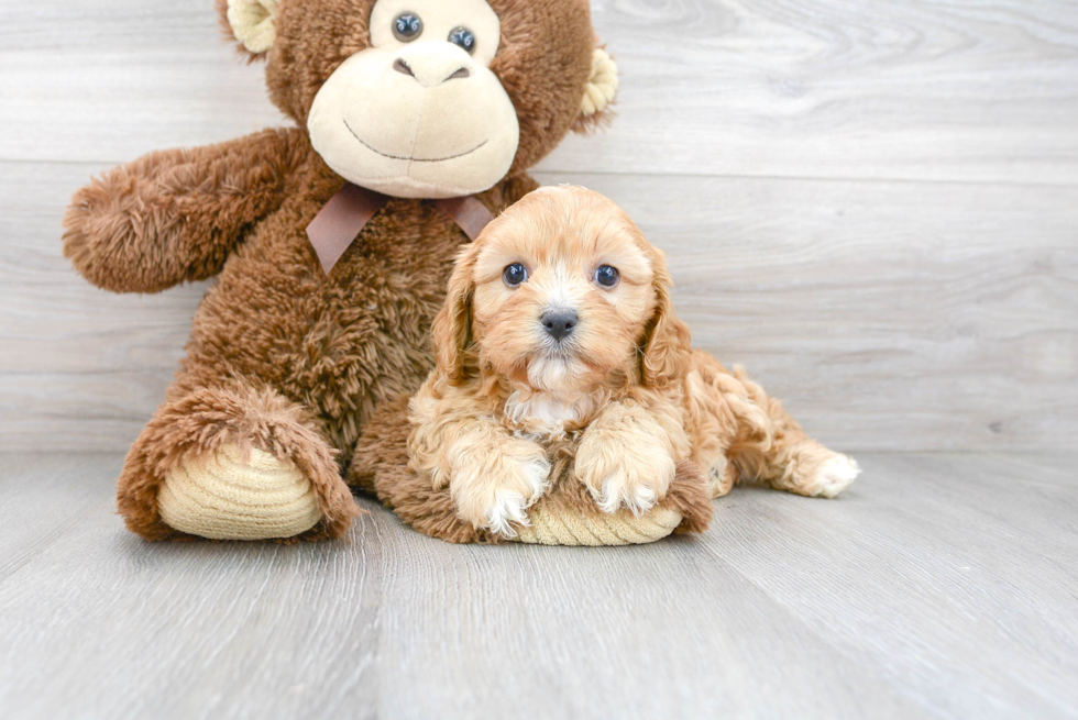 Cavapoo Puppy for Adoption