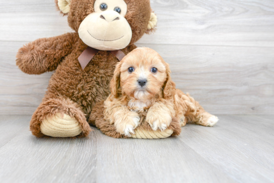 Cavapoo Puppy for Adoption