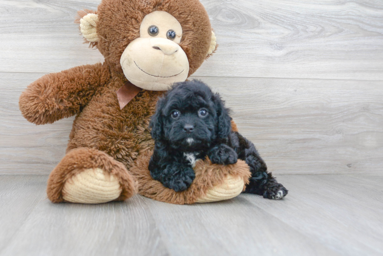 Cavapoo Puppy for Adoption