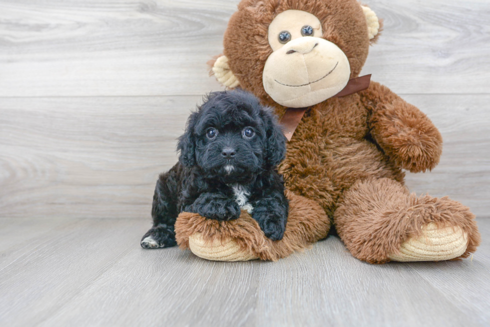 Cavapoo Pup Being Cute