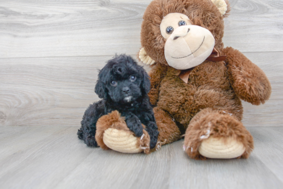 Cavapoo Pup Being Cute