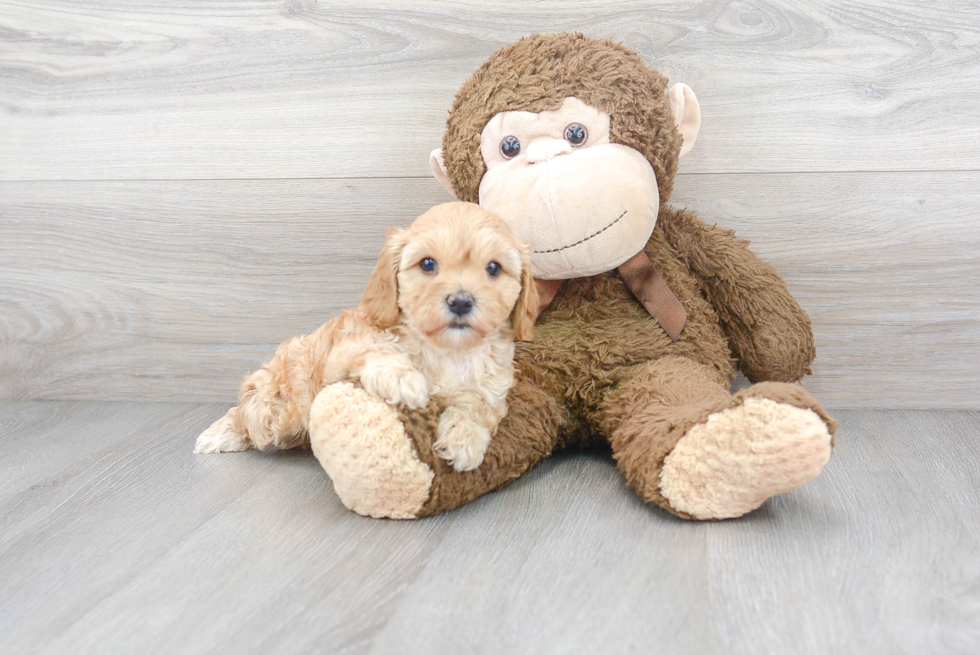 Sweet Cavapoo Baby