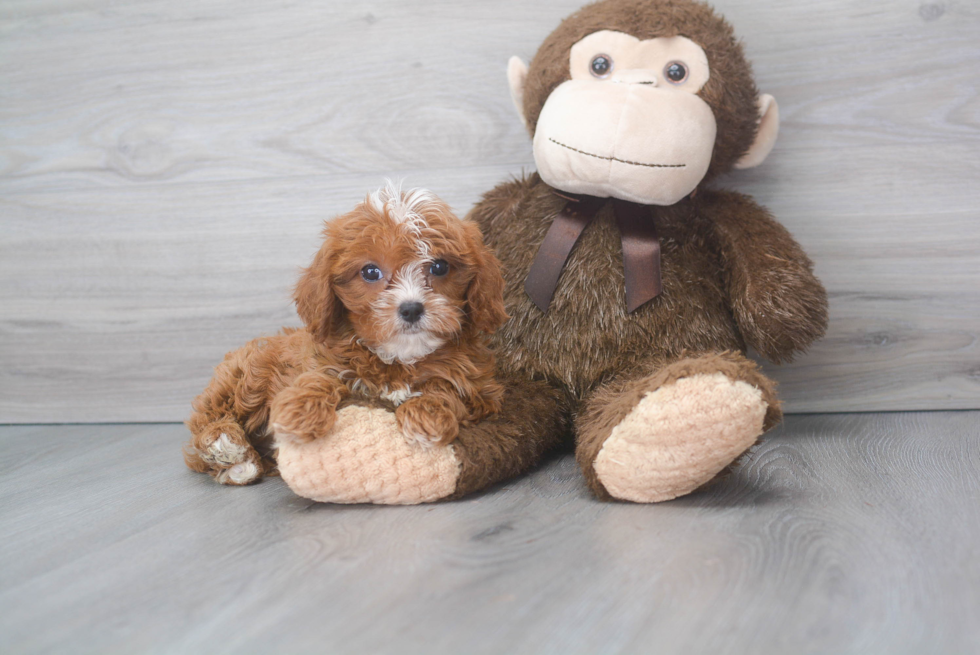 Cavapoo Puppy for Adoption