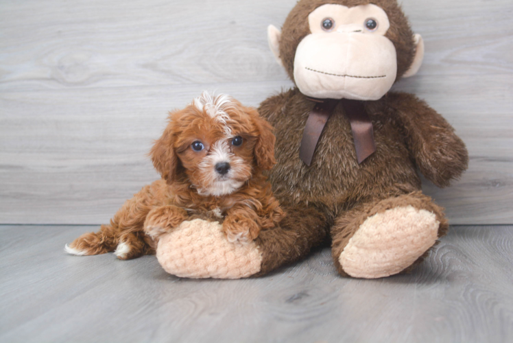 Sweet Cavapoo Baby