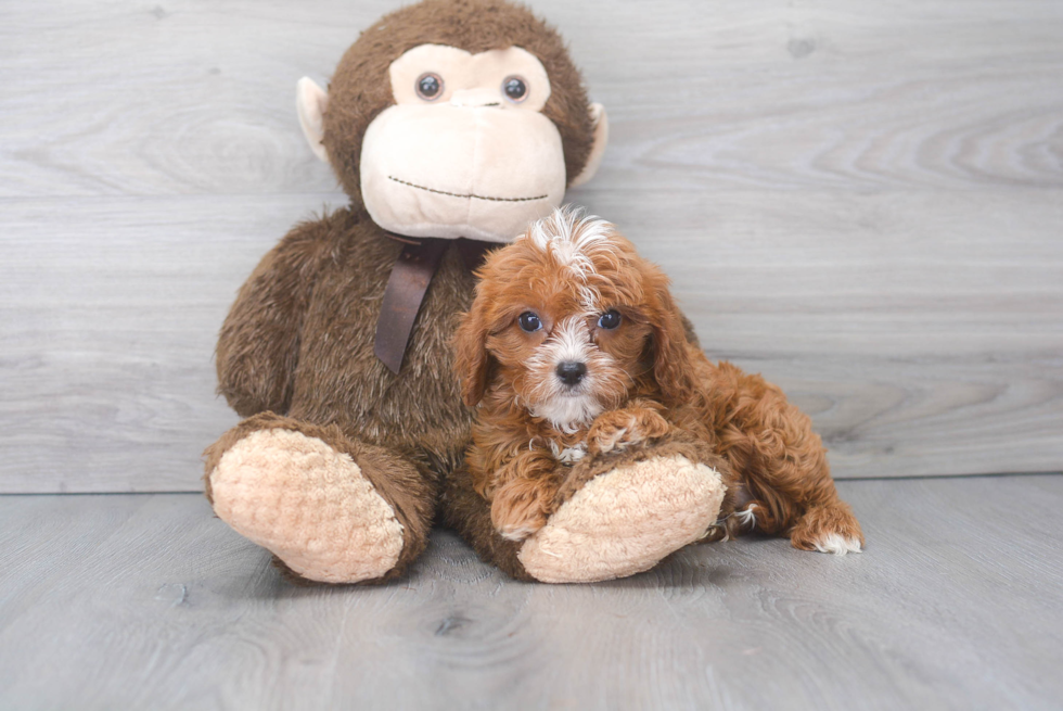 Cavapoo Puppy for Adoption