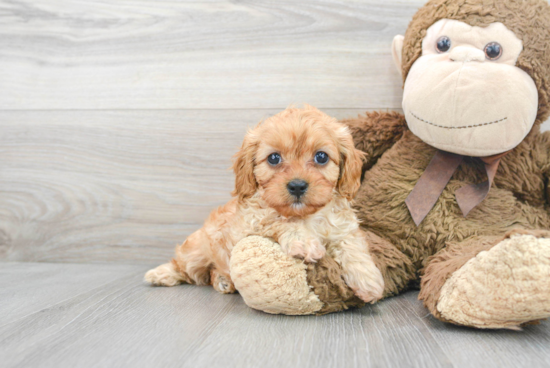 Sweet Cavapoo Baby