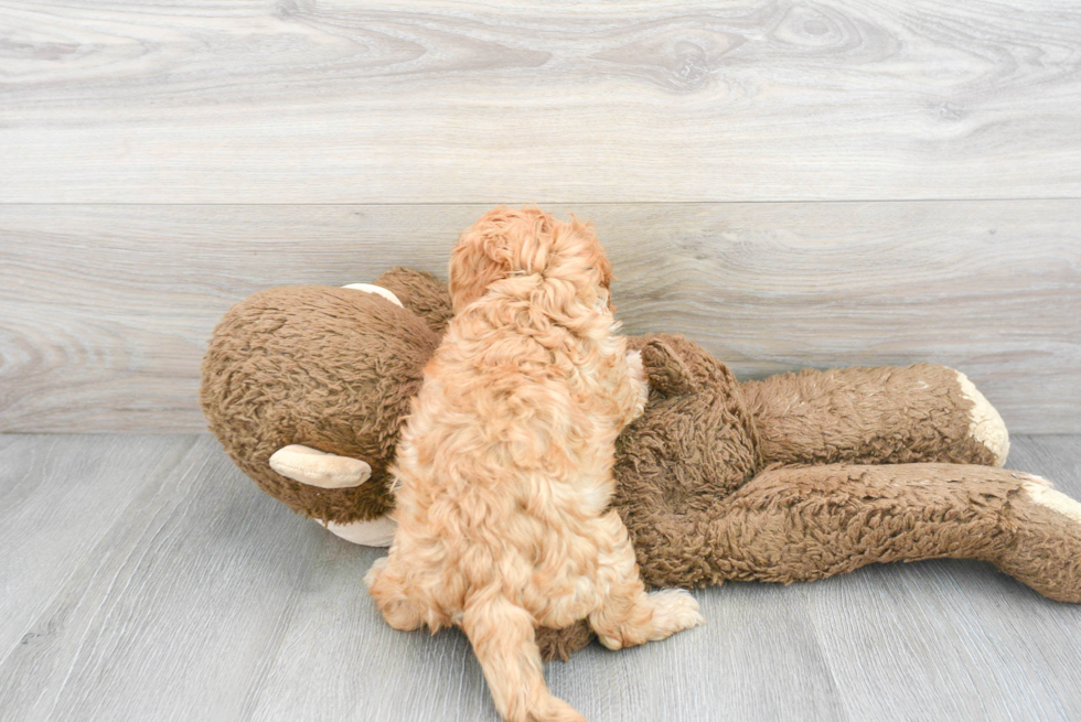 Funny Cavapoo Poodle Mix Pup