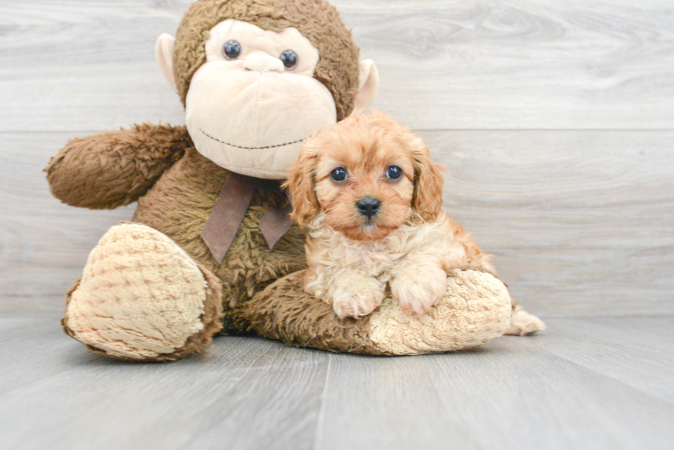 Energetic Cavoodle Poodle Mix Puppy