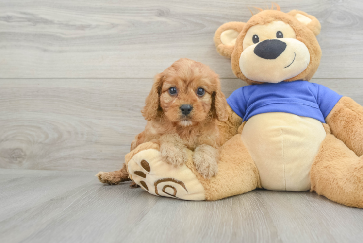 Little Cavoodle Poodle Mix Puppy