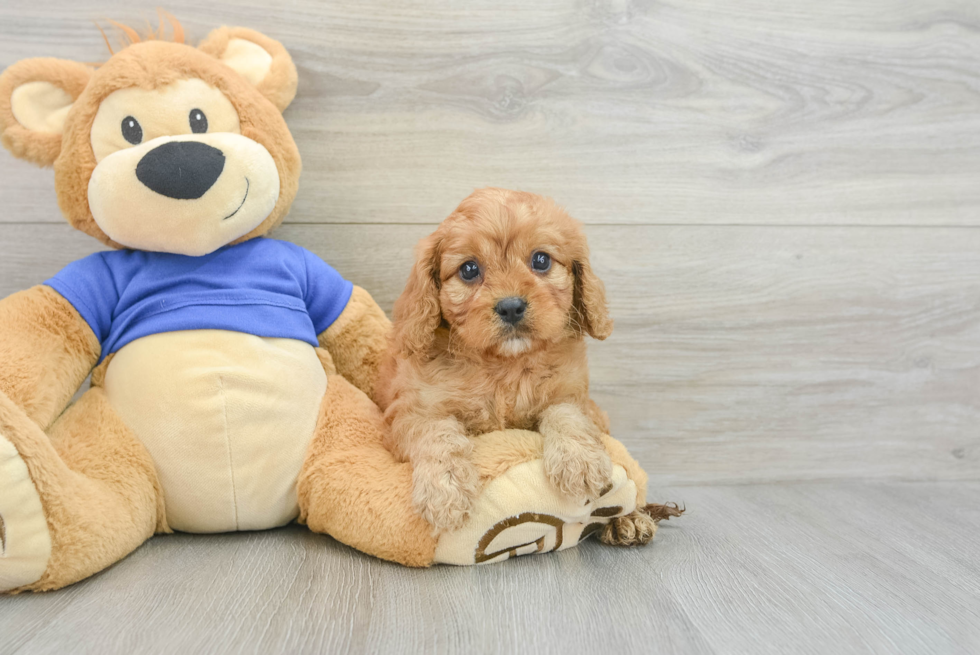 Sweet Cavapoo Baby