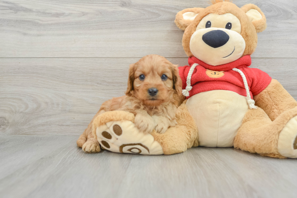 Funny Cavapoo Poodle Mix Pup