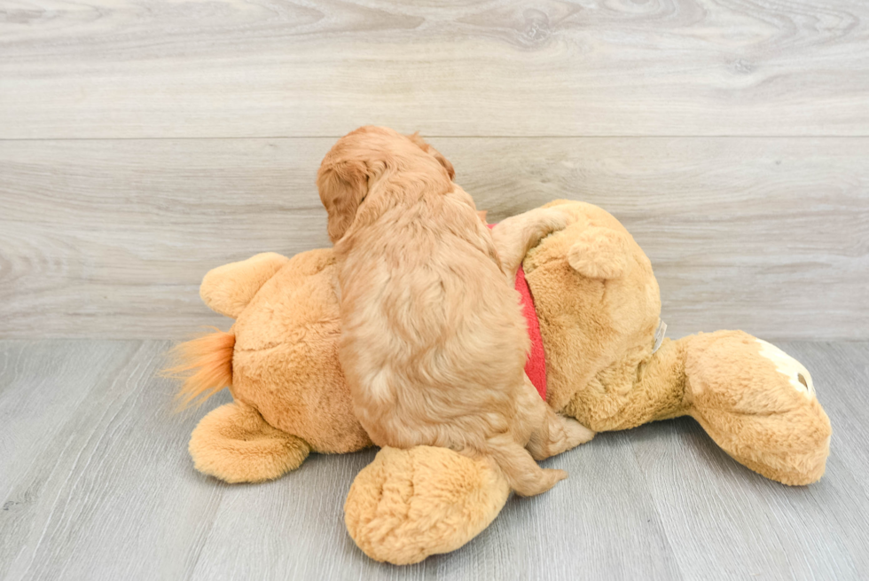 Playful Cavapoodle Poodle Mix Puppy