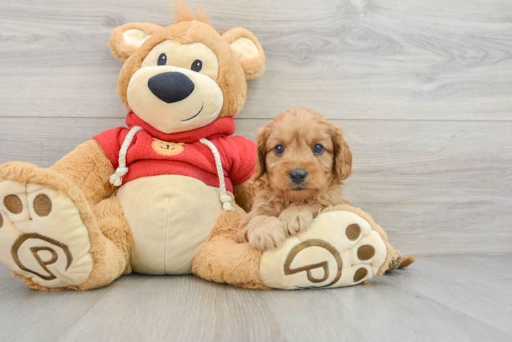 Best Cavapoo Baby