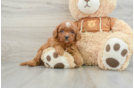 Best Cavapoo Baby