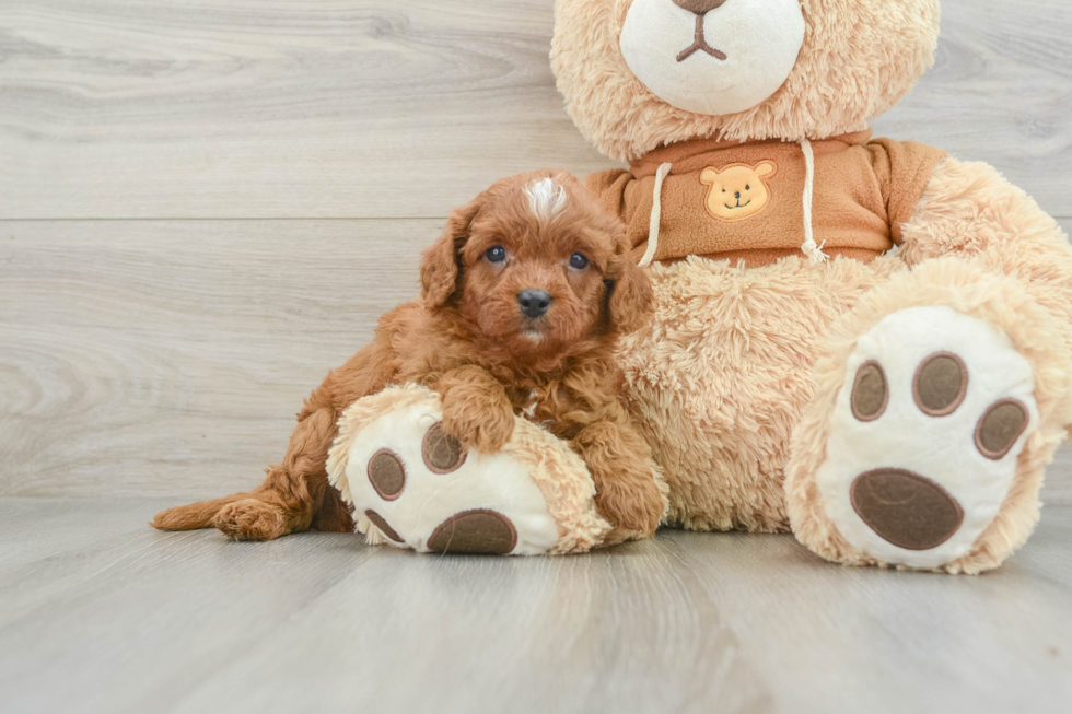 Best Cavapoo Baby