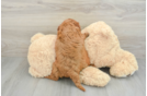 Cavapoo Puppy for Adoption