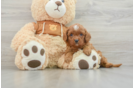 Sweet Cavapoo Baby