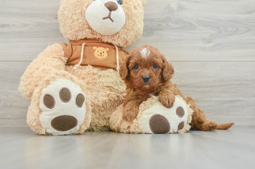 5 week old Cavapoo Puppy For Sale - Premier Pups