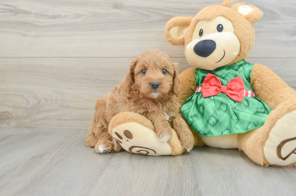 5 week old Cavapoo Puppy For Sale - Premier Pups