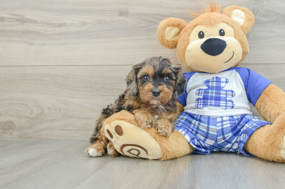 6 week old Cavapoo Puppy For Sale - Premier Pups