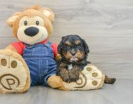 7 week old Cavapoo Puppy For Sale - Premier Pups